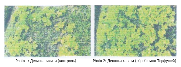 Рис1.jpg Рис1.jpg