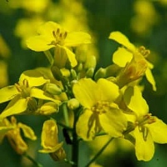 Рапс Амулет