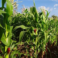 Кукуруза РЖТ Галифакс
