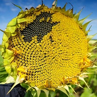 Подсолнечник Иоллна