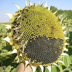 Подсолнечник Алтай