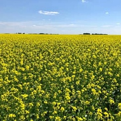 Рапс Юбилейный