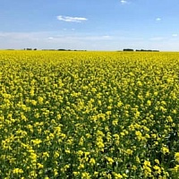 Рапс Юбилейный
